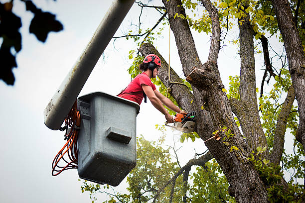 Best Tree Maintenance Programs  in Deans, NJ